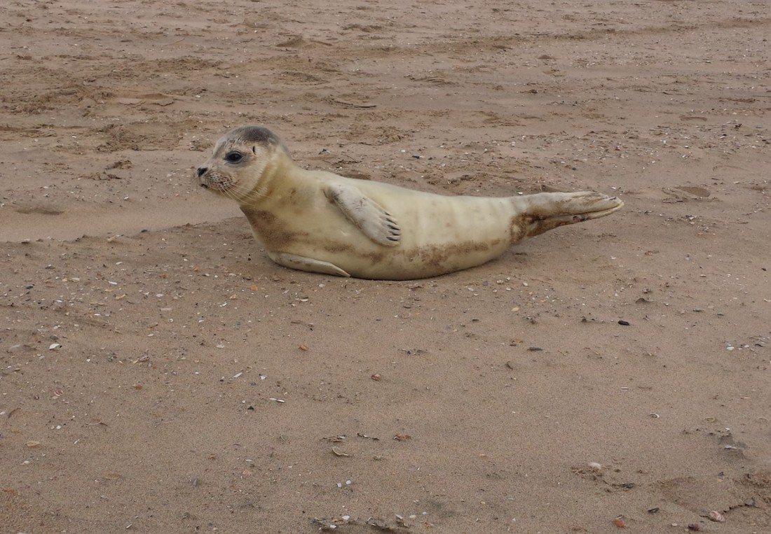 Zeehond Katwijk